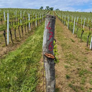 📍 Postřiková sezóna začíná – letos opět ekologicky, ale a o měsíc později než loni 🌱✨ Proč? Příznivé počasí i stav révy je...