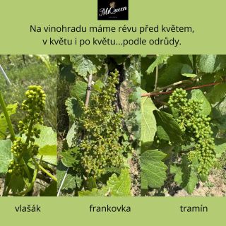 Réva v tomto období kvete. Některé odrůdy teprve začínají kvést ( u nás budou v příštích dnech kvést ryzlinky vlašský a...